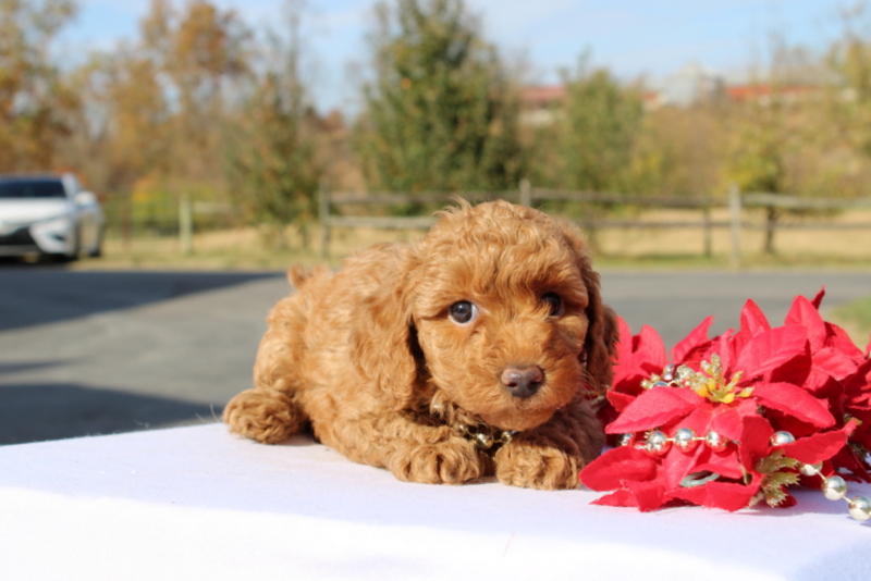 puppy, for, sale, Miniature Poodle, Matthew B. Stoltzfus, dog, breeder, Gap, PA, dog-breeder, puppy-for-sale, forsale, nearby, find, puppyfind, locator, puppylocator, aca